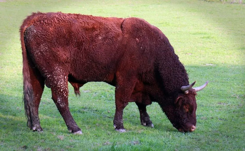 O touro, características, comportamento, reprodução, alimentação