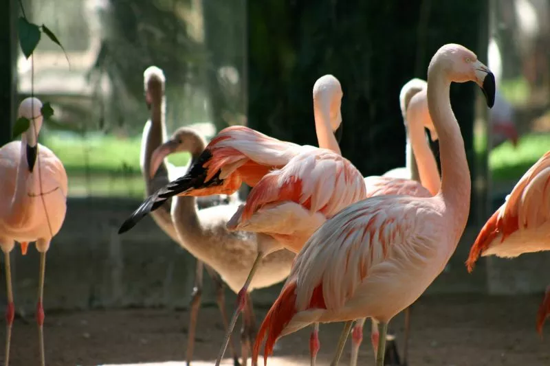 Características do flamingo, habitat, alimentação, informações sobre aves