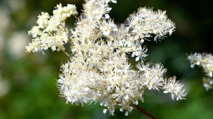 Floração de Filipendula ulmaria