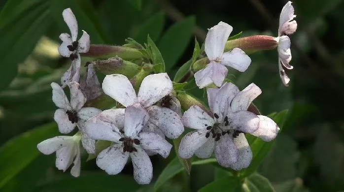 Saponaria officinalis floração