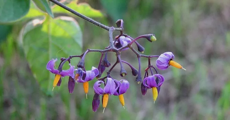 Floração de Solanum dulcamara