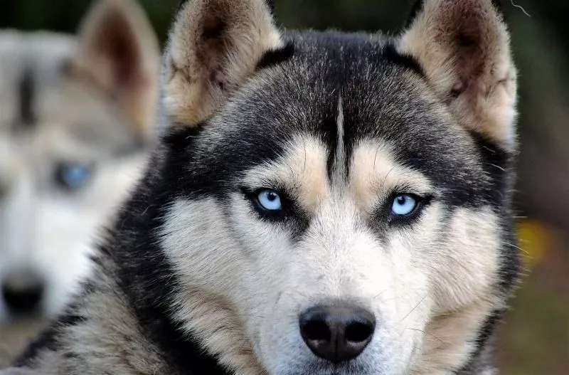 Husky Siberiano Características, comportamento, cuidados Cão