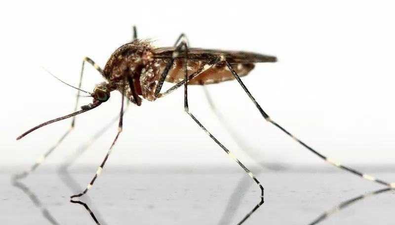 Características do mosquito, habitat, alimentação, classificação Inseto