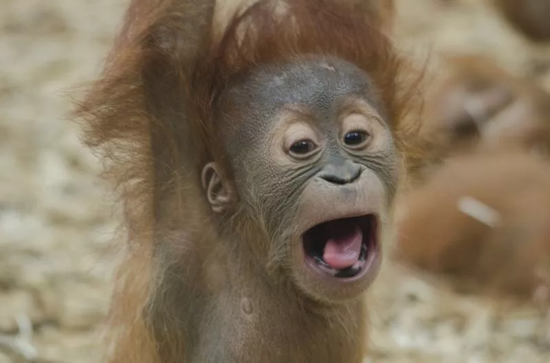 Orangotango, características, reprodução, alimentação, habitat