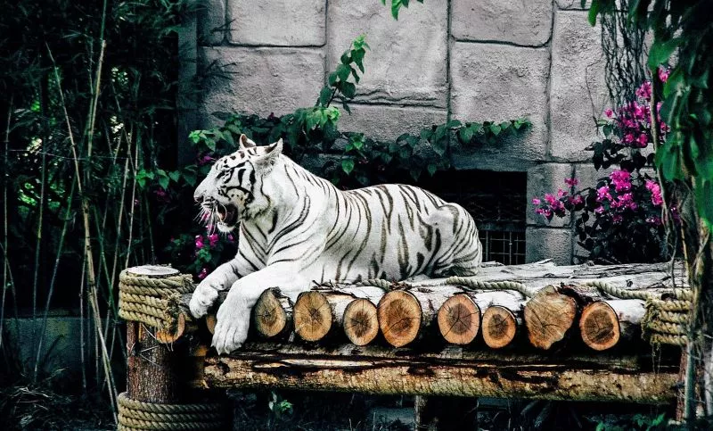 Tigre branco Características, habitat, alimentação, reprodução Animal