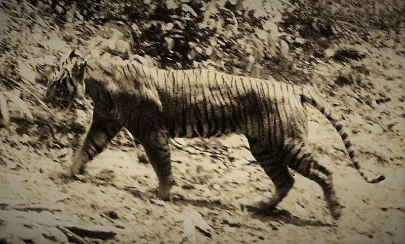 tigre de Java