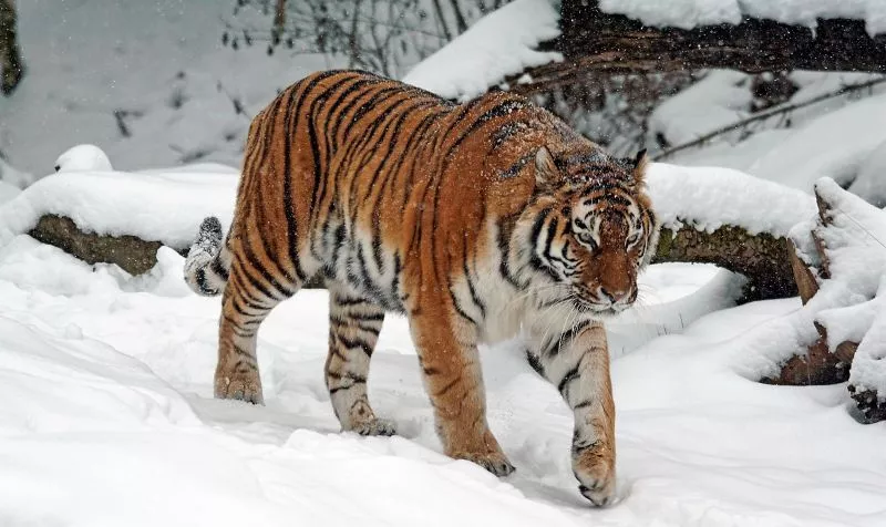 Tigre siberiano Características, alimentação, reprodução, ameaças