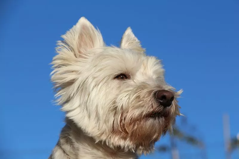 West Highland White Terrier Características, cuidados, evolução Cão