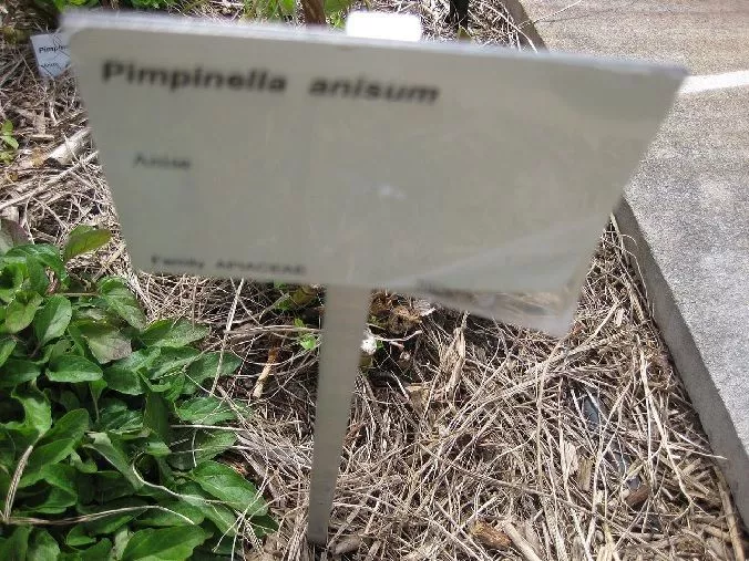 cultivo de pimpinella anisum ou anis