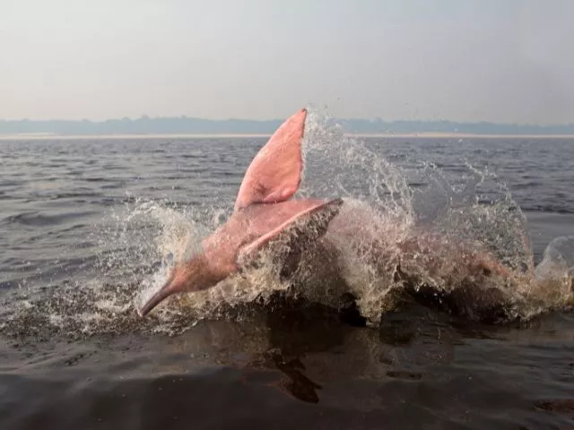 golfinho cor rosa