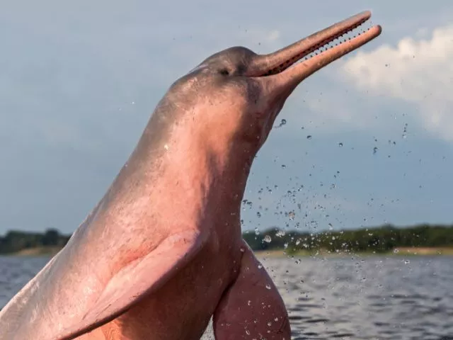 golfinho rosa amazonas