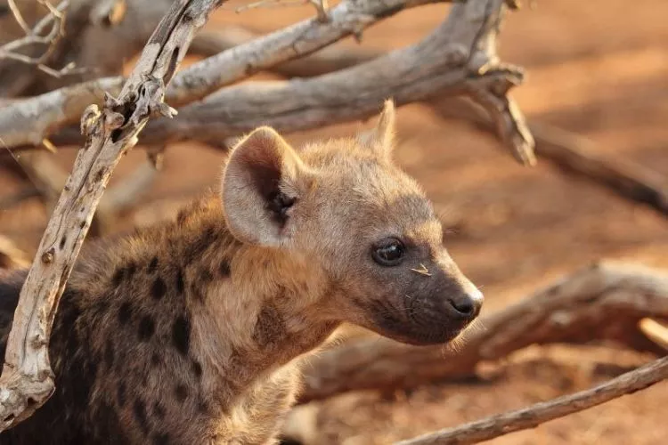 hiena, características, reprodução e alimentação