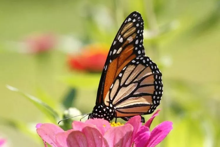 a borboleta monarca, características