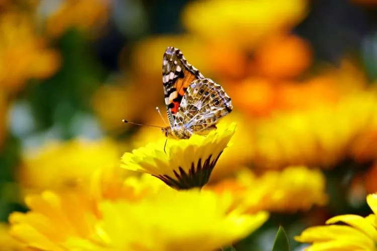 borboleta monarca, migração e ciclo de vida