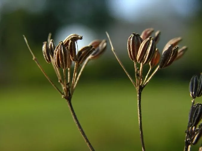sementes de anis Pimpinella anisum