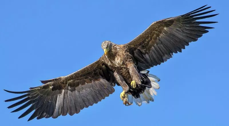 Características da águia imperial, habitat, reprodução, alimentação das aves
