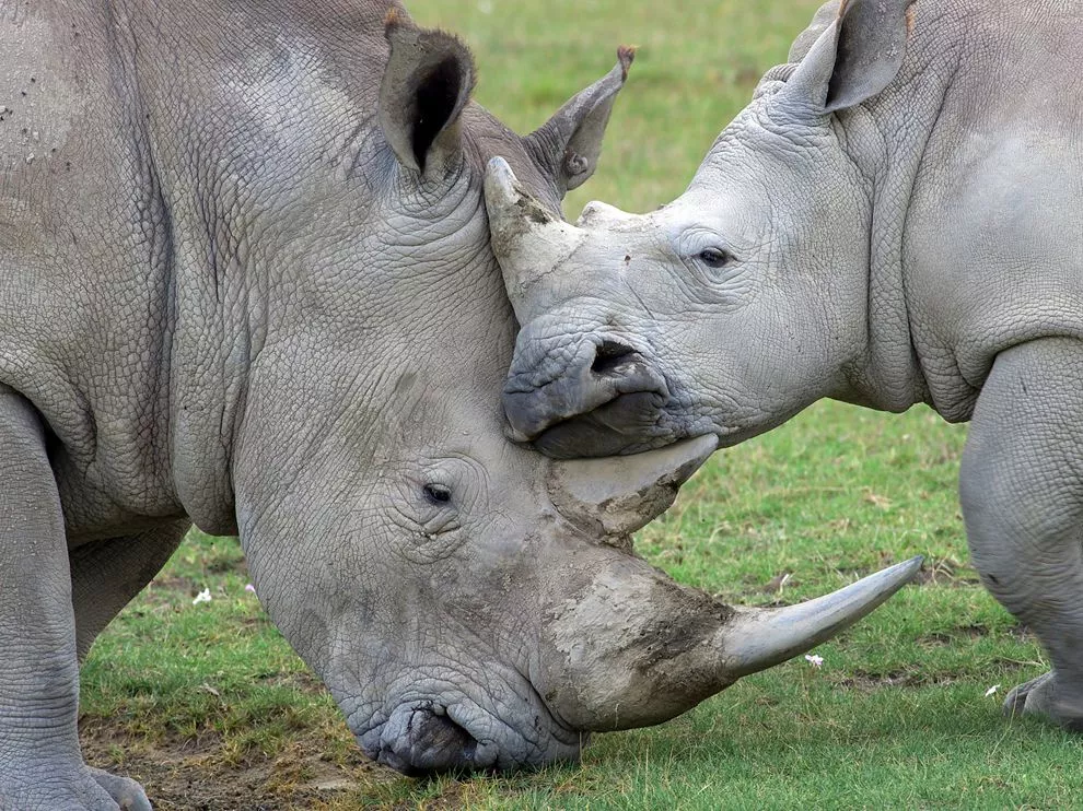 Quanto tempo vivem os rinocerontes