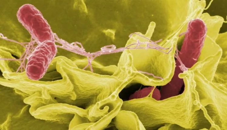 Como as bactérias respiram e onde o fazem