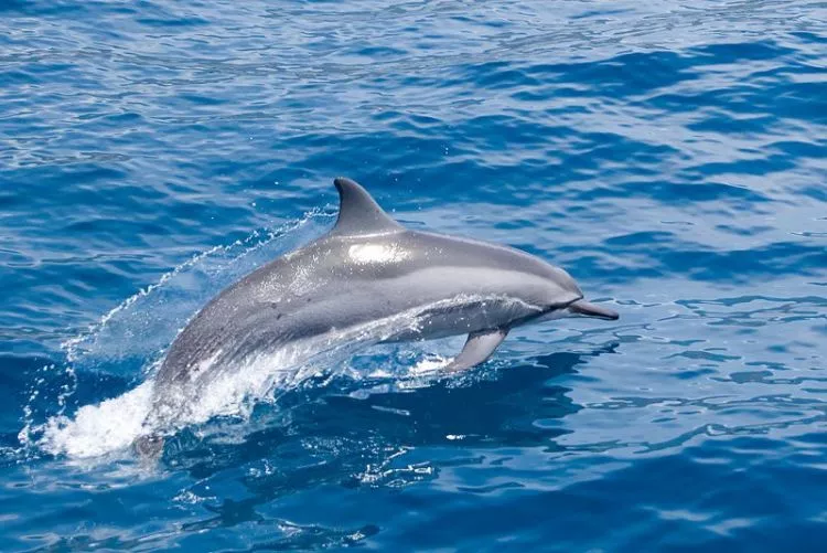 o golfinho |  Características, alimentação, habitat, inteligência 3