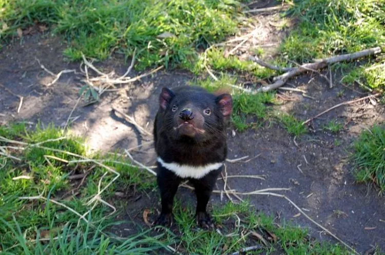 O diabo da Tasmânia |  Características, o que come, habitat