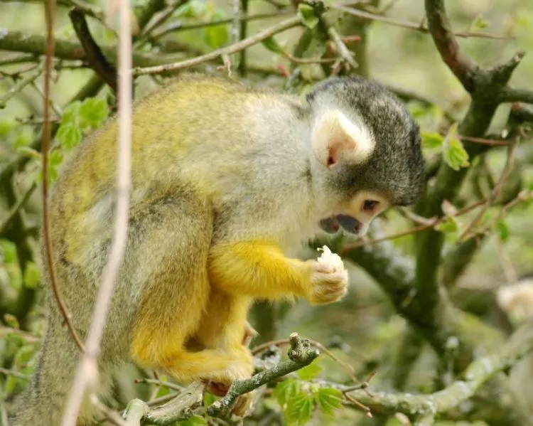 O macaco-prego |  Características, habitat, o que come 2