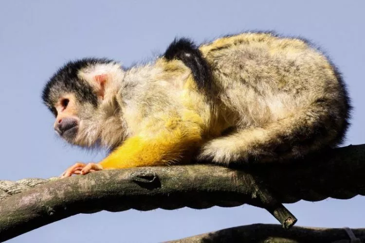 O macaco-prego |  Características, habitat, o que come 3