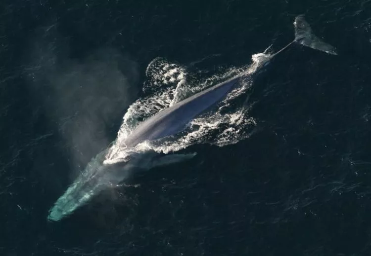 A baleia azul Características, habitat, o que come, perigo