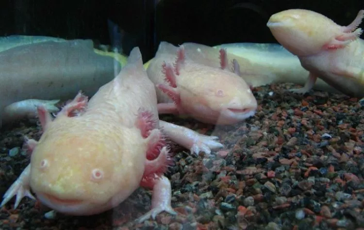 axolotl, axolotl mexicano, características, cuidados, axolotl