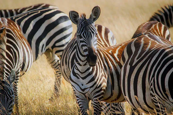 Quanto tempo as zebras vivem
