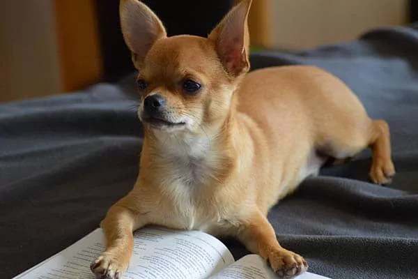 Quanto tempo Chihuahuas vivem