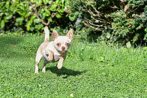 Quanto tempo Chihuahuas vivem