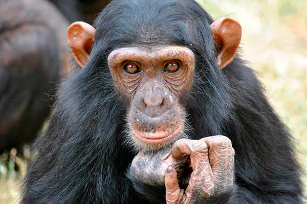 Quanto tempo um chimpanzé vive