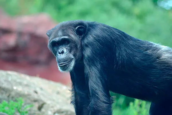 Quanto tempo um chimpanzé vive