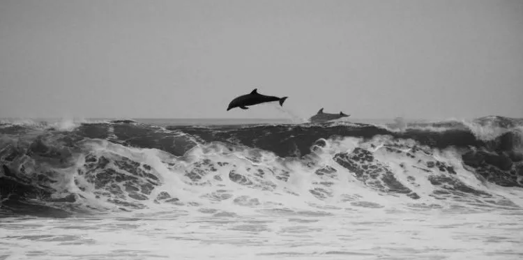como nascem os golfinhos