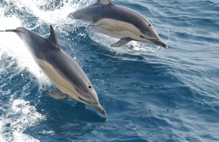 Como os golfinhos se reproduzem
