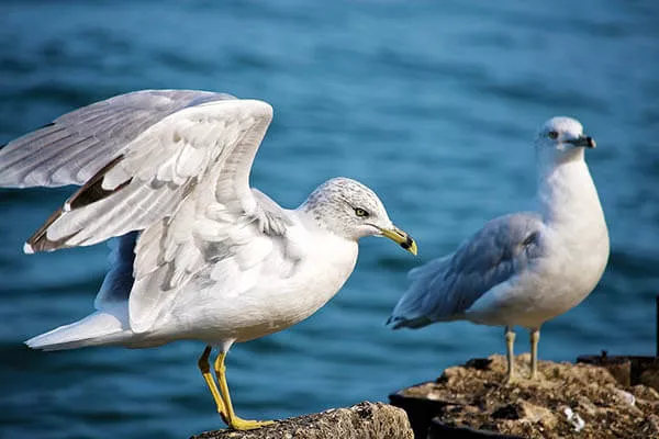Quanto tempo vivem as gaivotas