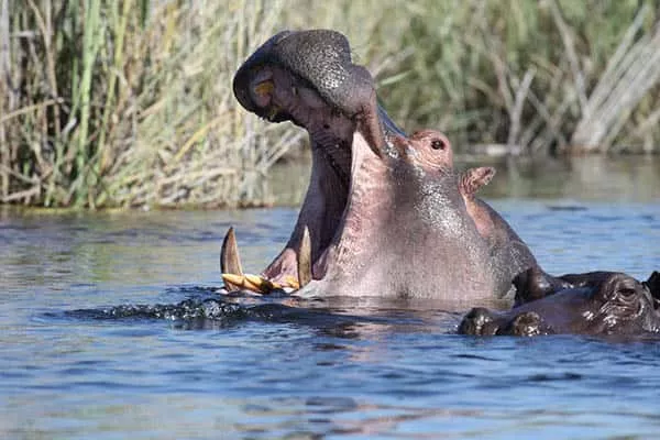 Quanto tempo vivem os hipopótamos?