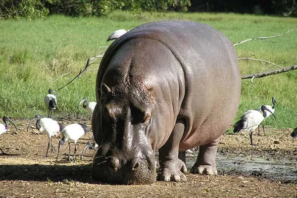 Quanto tempo vivem os hipopótamos?