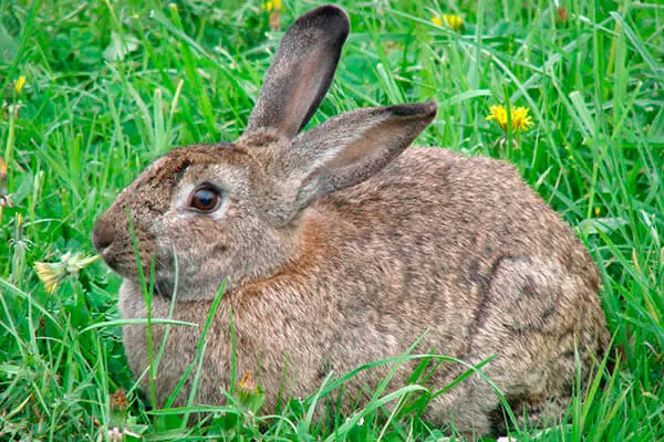 Quanto tempo vivem os coelhos: