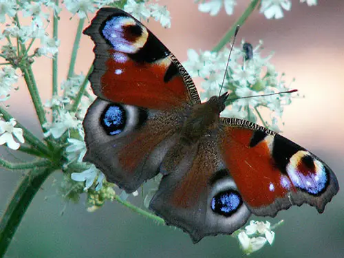 Você quer saber quanto tempo vivem as borboletas?