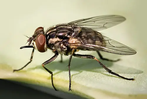 Quanto tempo vivem as moscas