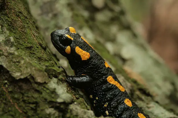 Quanto tempo vivem as salamandras