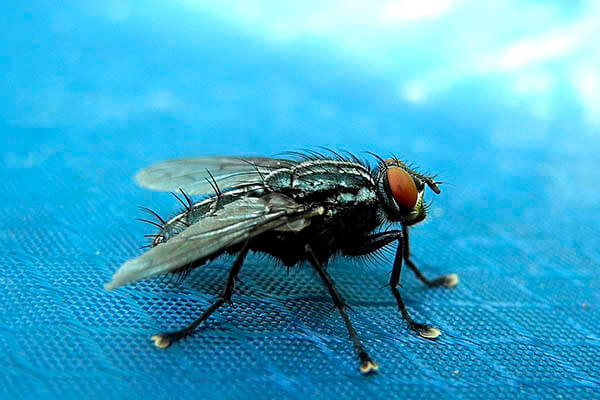 Quanto tempo vivem as moscas