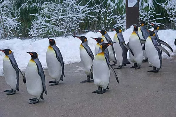 Quanto tempo vivem os pinguins