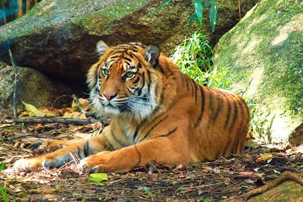 Quanto tempo vivem os tigres
