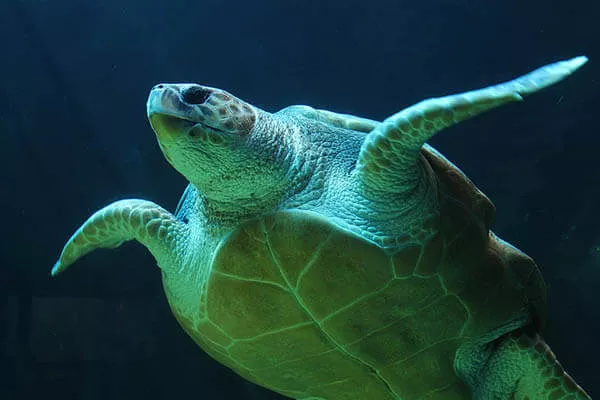 Quanto tempo vivem as tartarugas marinhas