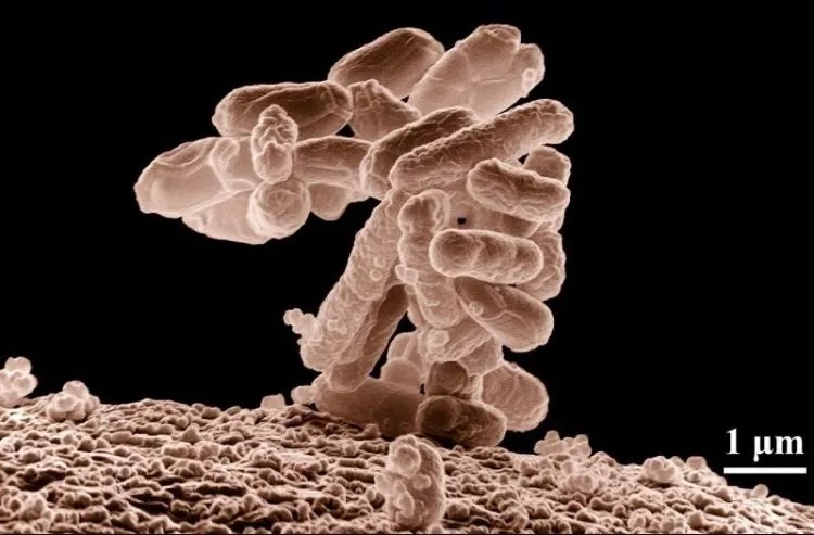 como nascem as bactérias