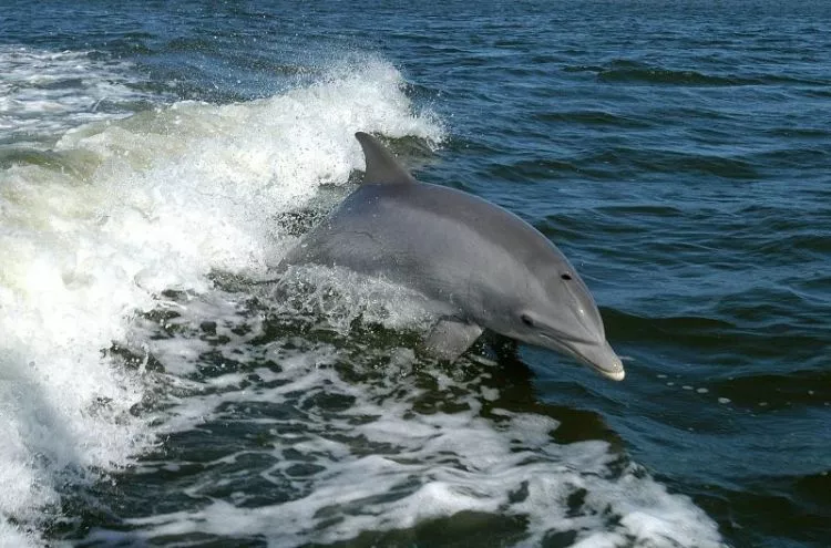 o nascimento dos golfinhos
