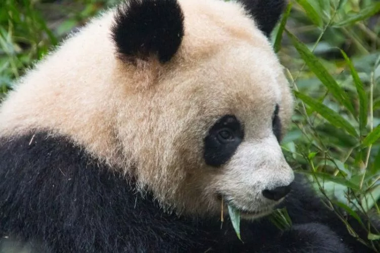 o Panda
