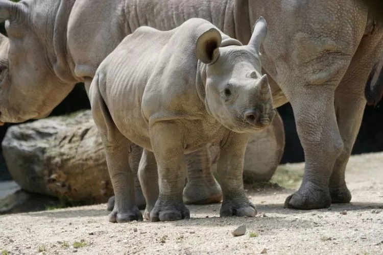 o rinoceronte, características, o que come, comida, habitat, perigo de extinção